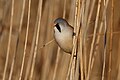 Bearded Reedling