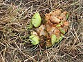 English:  Wasps eating an apple that has fallen from a treeDeutsch:  Wespen, die einen heruntergefallenen Apfel essen