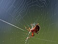 Spider in its web.