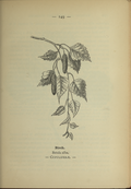 Betula pubescensplate 149 in:Wayside and woodland blossoms,1895