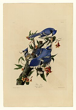 John James Audubon