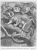 Genus Microcebus  Mouse Lemurs