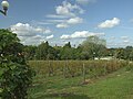 Winne Wzgórze (widok na śródmieście)