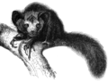 Genus Daubentonia  Aye-ayes