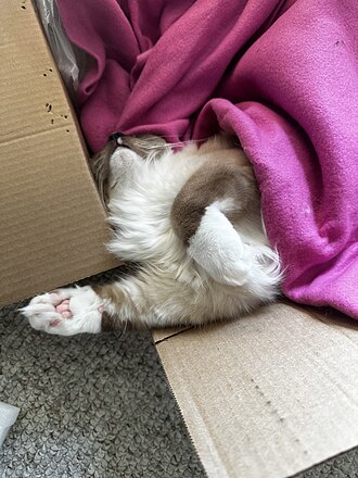 A cat laying upside down in a box, partially covered by a blanket