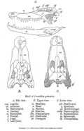 Structure of a crocodile skull