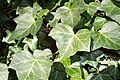 Ivy