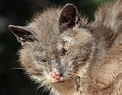 Cat with serious desease