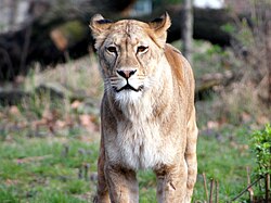 Male lion i Berlinr Zoo, Germany