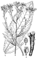 Navadni hren. (Armorácia rusticána.)Illustration #189 in: Martin Cilenšek: Naše škodljive rastline, Celovec (1892)