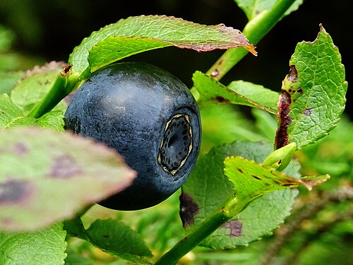 Blueberry, Šumava