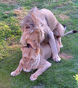 Lion pair