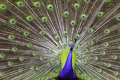 Pavo cristatus (Indian Peafowl)