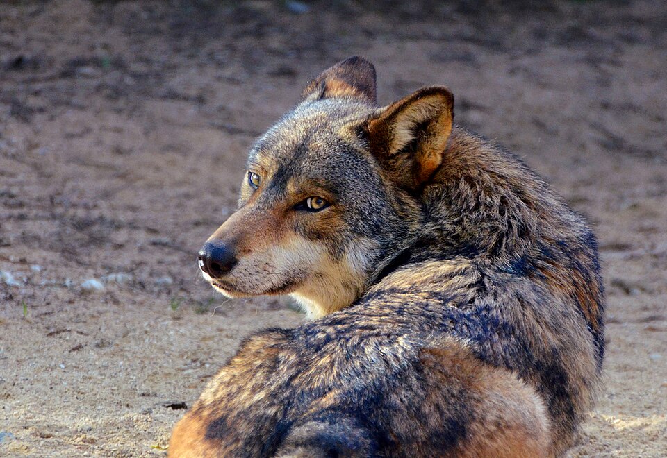 Loup Gris