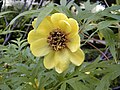 Paeonia delavayi