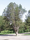 Cultivated, China