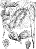 Corylus avellanaLeskaplate 499 in:Martin Cilenšek:Naše škodljive rastlineCelovec (1892)