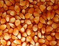 Zea mays