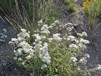 Yarrow